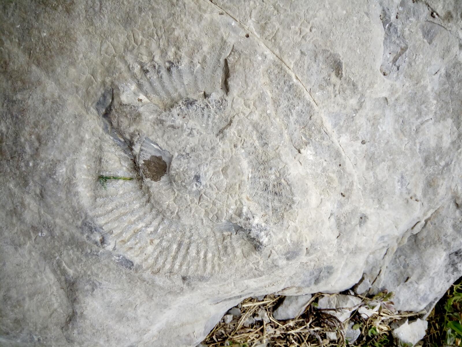 fullsizeoutput_3f4 these fossils are common at the base of the crag